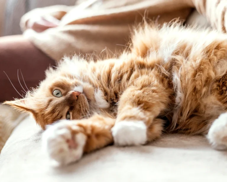 automatic pet feeder